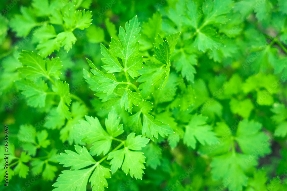 parsley fresh greens spice background texture parsley fresh greens spice background texture