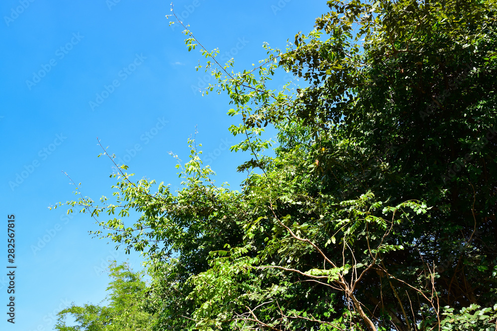 Obraz premium Under the tree