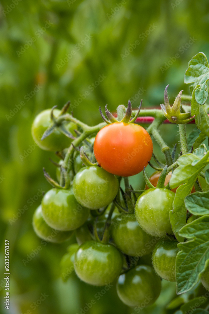 bunch of red and green cherry tomatoes hanging on the vein in the garden under the shade with blurry green background bunch of red and green cherry tomatoes hanging on the vein in the garden under the shade with blurry green background