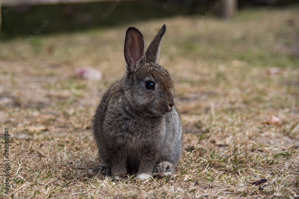 Fototapeta premium portrait of a cute grey bunny sitting on brown dry grasses