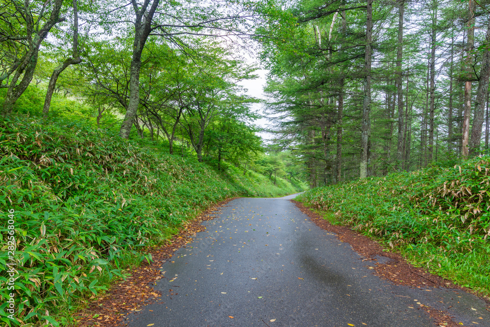 Fototapeta premium 鉢伏山の道