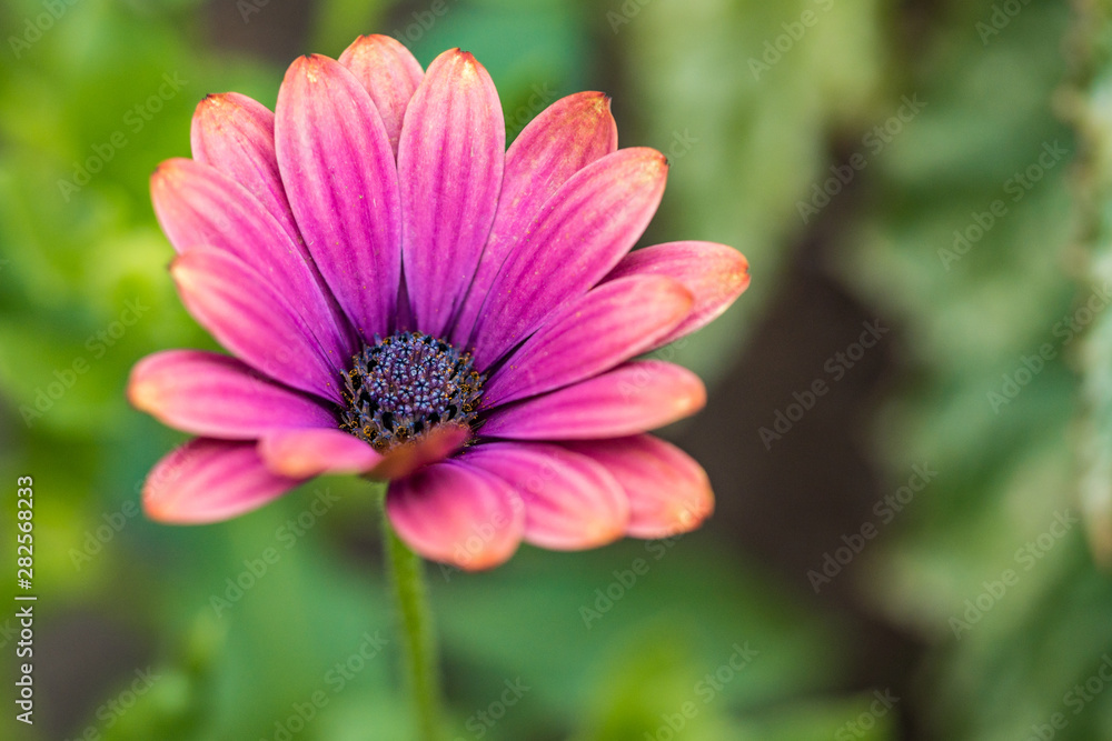 Obraz premium close up of a beautiful pink cape marguerite flower blooming in the garden under the shade with blurry green leaves background 