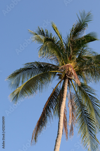 Coconut palm leaves against a clear blue sky. Tropical background