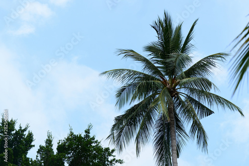 Wallpaper Mural Coconut palm against a clear blue sky. Tropical background Torontodigital.ca