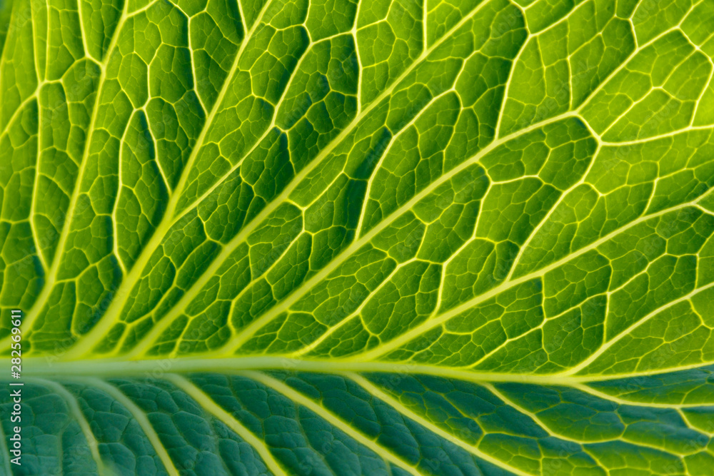 The texture of the cabbage leaf close-up on the clearance. The texture of the cabbage leaf close-up on the clearance.