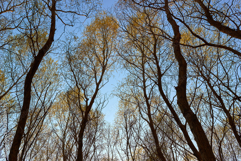 Trunks and young green foliage of willow trees in forest against blue sky. Bottom view Trunks and young green foliage of willow trees in forest against blue sky. Bottom view
