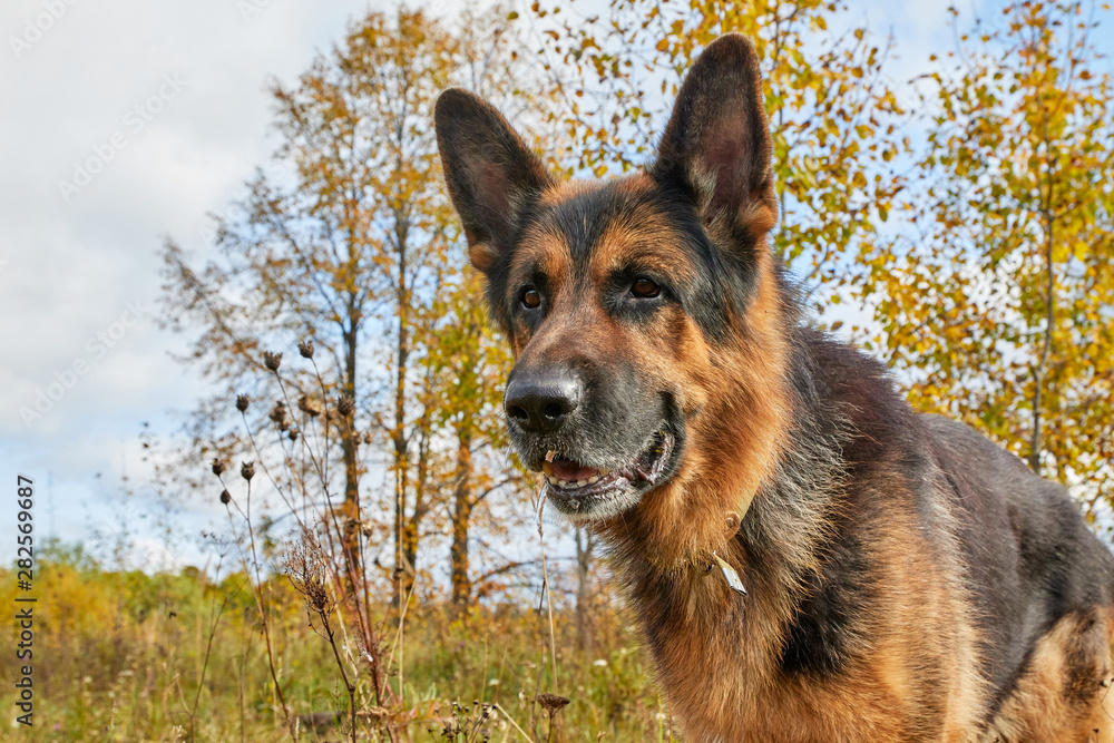 Dog German Shepherd outdoors in an autumn day