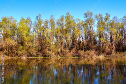 Riverbank Trees on the banks of the Danube river in the early spring. Danube natural river landscape. Spring on Danube river.