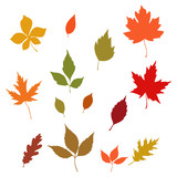 Collection for design autumn leaves on a white background