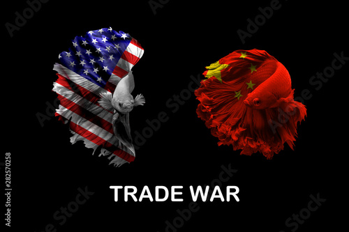 Trade war concept with USA and China by Siamese fighting fish flag