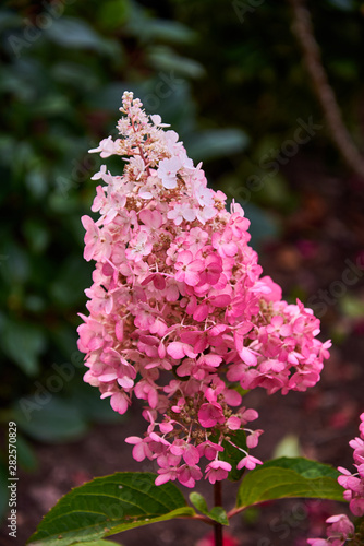 Vanilla strawberry pink panicle Hydrangea