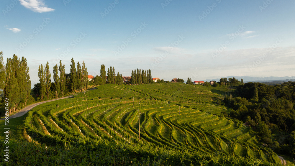 Vineyard lines