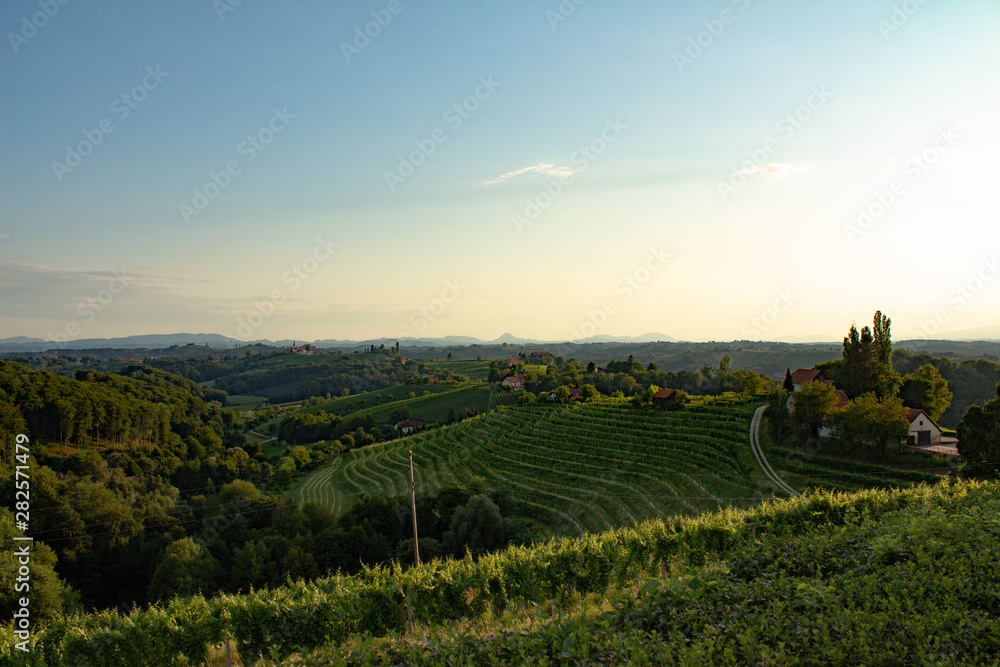 Vineyard countryside landscape