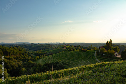 Vineyard countryside landscape © klemen