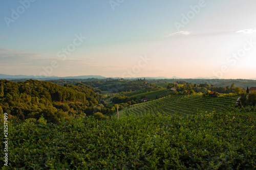 Slovenian vineyard landscape