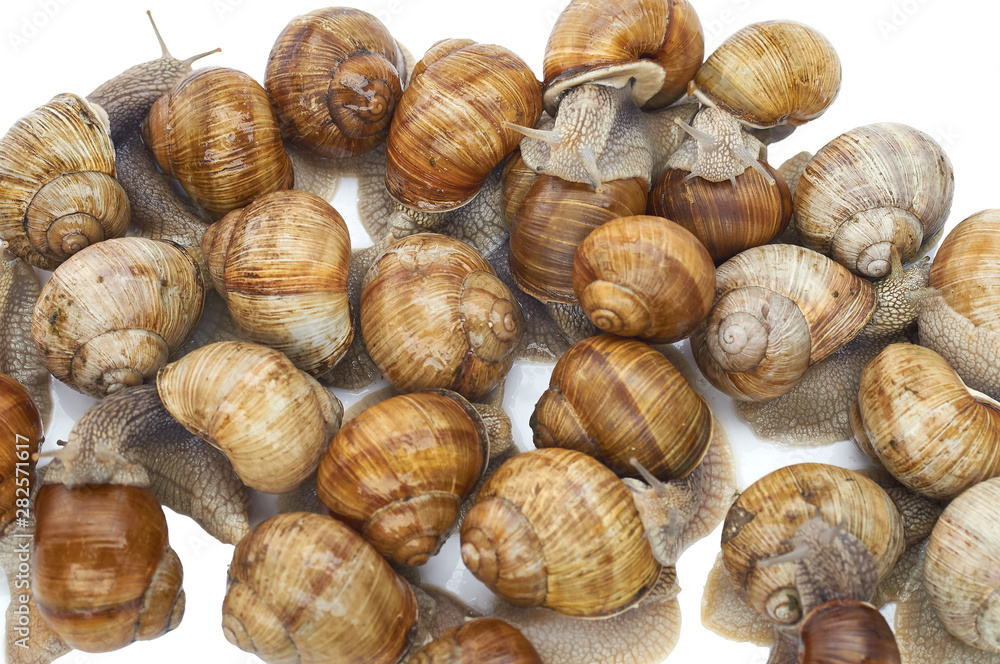 many grape snails - gastropod clam on a white background many grape snails - gastropod clam on a white background