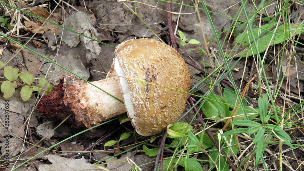 Broker poisonous fly agaric in the forest Broker poisonous fly agaric in the forest