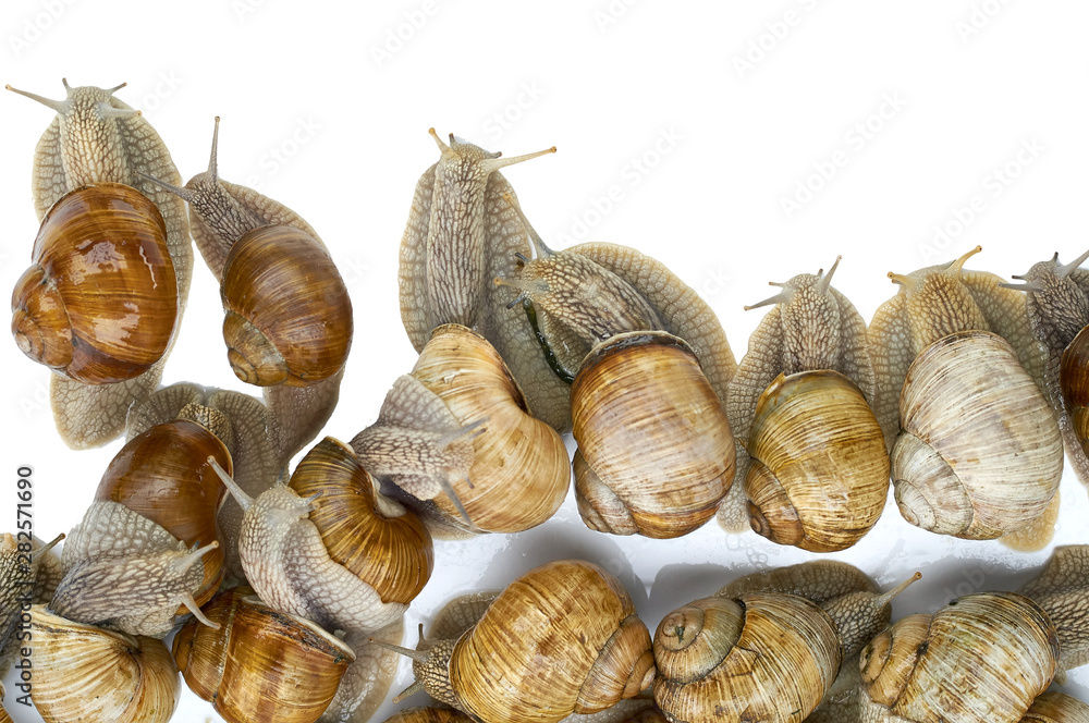 many grape snails - gastropod clam on a white background many grape snails - gastropod clam on a white background