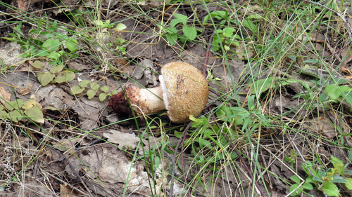 Broker poisonous fly agaric in the forest