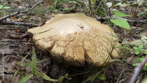 Old boletus in the forest close up