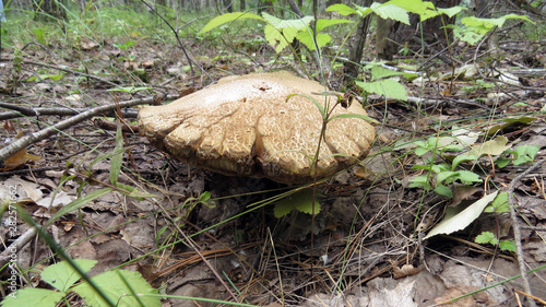 Old boletus in the forest close up