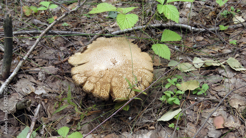 Old boletus in the forest close up