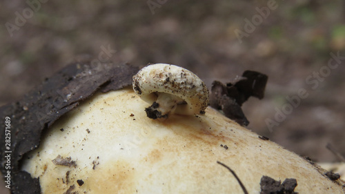 Macro photo of cute small milk mushroom