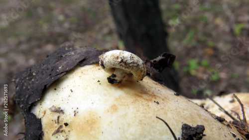 Macro photo of cute small milk mushroom