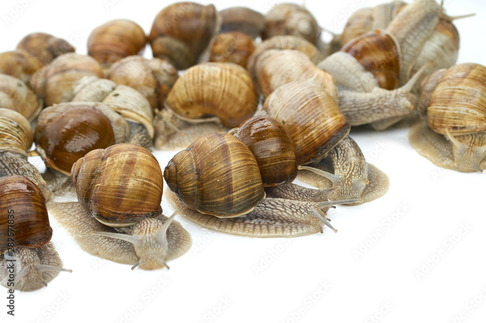 many grape snails - gastropod clam on a white background many grape snails - gastropod clam on a white background
