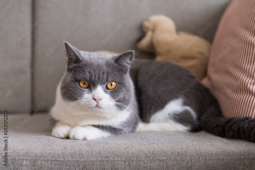 British shorthair cat lying on the couch