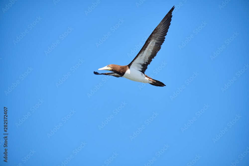 Obraz premium Brown Booby flying with blue skies