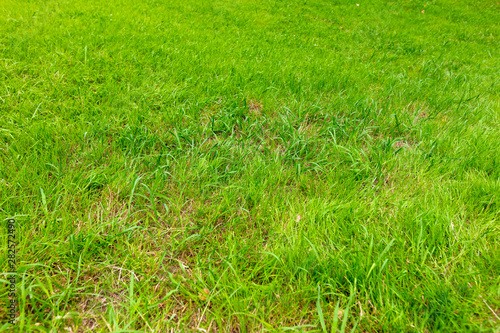 Green grass on the ground as a background