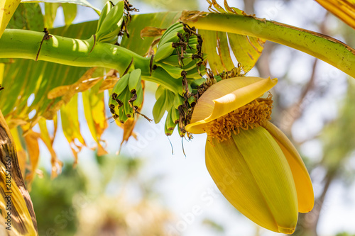 Foto Large flower on a banana