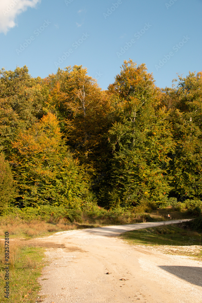 Fototapeta premium autumn leaves