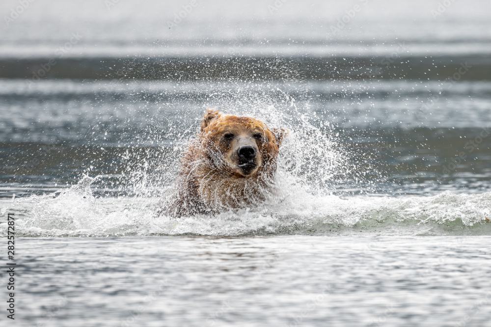 Ruling the landscape, brown bears of Kamchatka (Ursus arctos beringianus) Ruling the landscape, brown bears of Kamchatka (Ursus arctos beringianus)