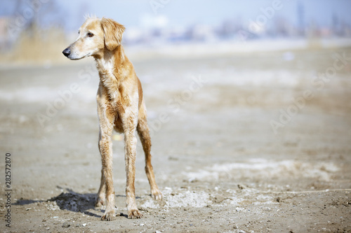 Tazy - Kazakh greyhound dog