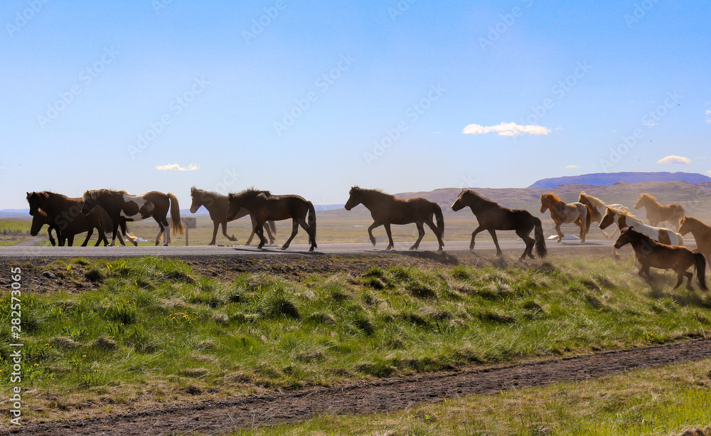 Wild Horses In Iceland