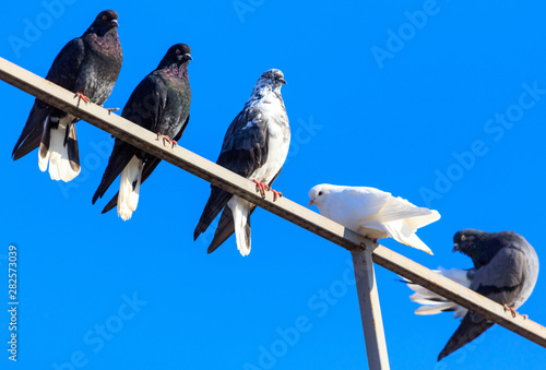 A flock of pigeons are sitting against the blue sky
