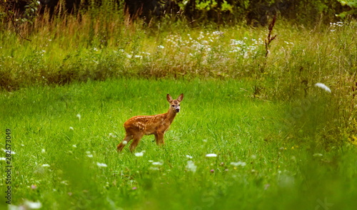 A fawn of a roe deer grazing on a green meadow in an orchard on a summer evening facing right