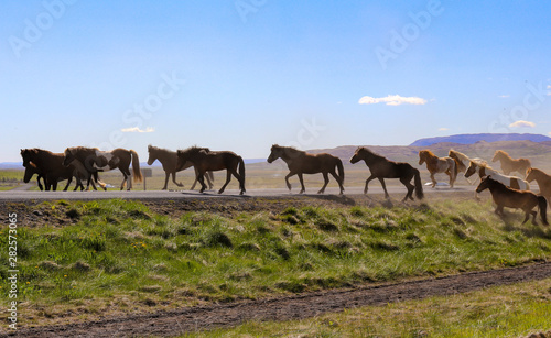 Wild Horses In Iceland