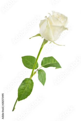 White rose on a white backg...