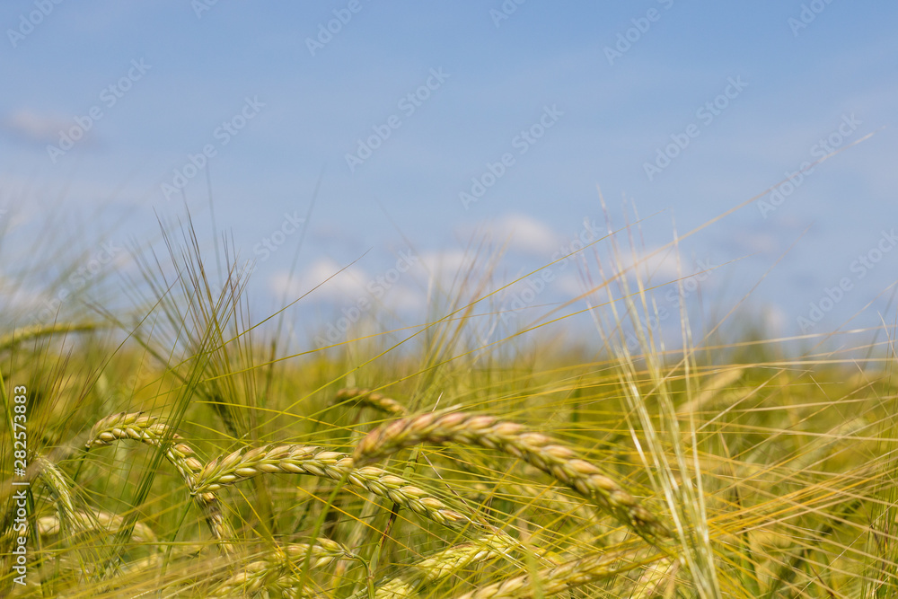 Fototapeta premium Spikes of ripening rye on an agricultural field.