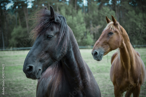 Fototapeta Naklejka Na Ścianę i Meble -  Zwei Pferde stehen auf der Koppel und schauen nach links, Friesenpferd, Lettisches Warmblut Pferd