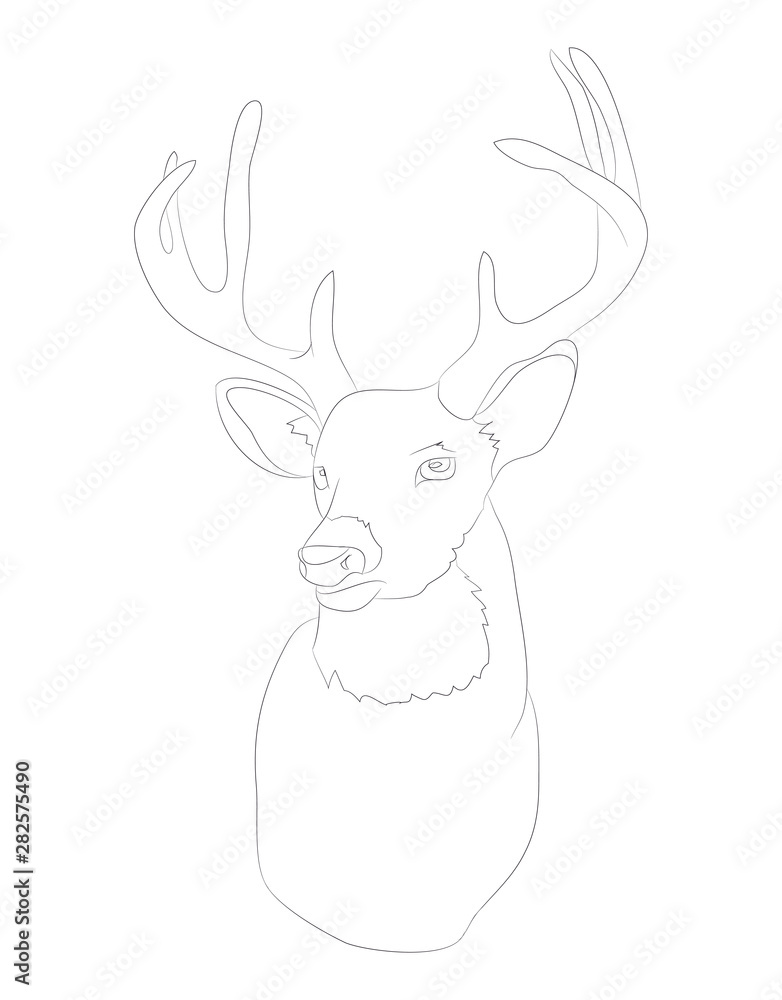 deer portrait vector illustration, line drawing, vector deer portrait vector illustration, line drawing, vector