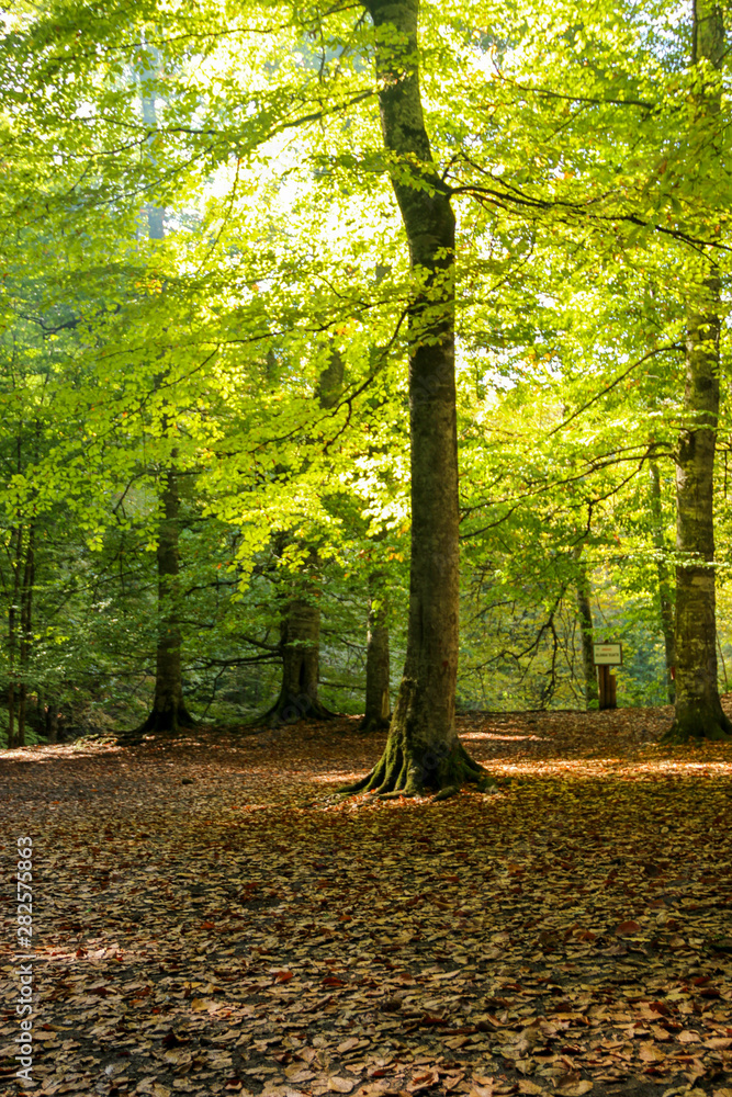 Fototapeta premium autumn leaves