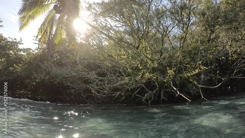 palm tree and Banian tree shot in slow motion at shipman beach hawaii, clear turquoise water surround the trees photo