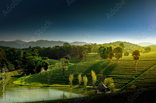 Green terraced tea plantations on the mountain at Mae Chan, Chiang Rai province, Thailand.