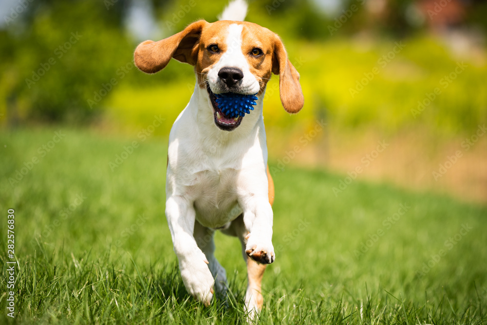 Beagle dog runs through green meadow towards camera. Beagle dog runs through green meadow towards camera.