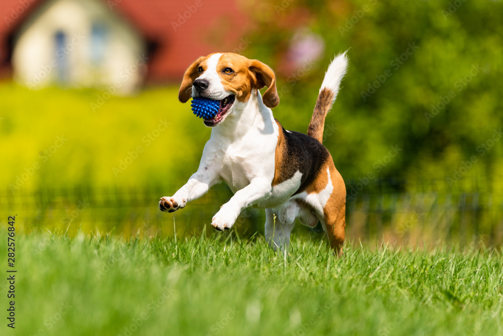 Beagle dog runs through green meadow towards camera.