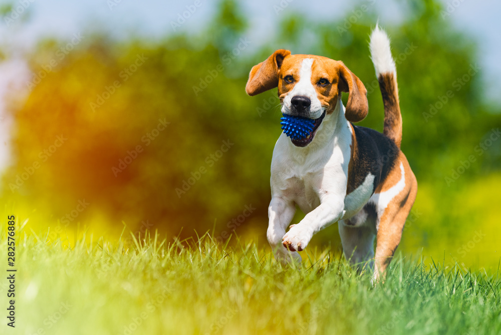 Beagle dog runs through green meadow towards camera. Light leak edit